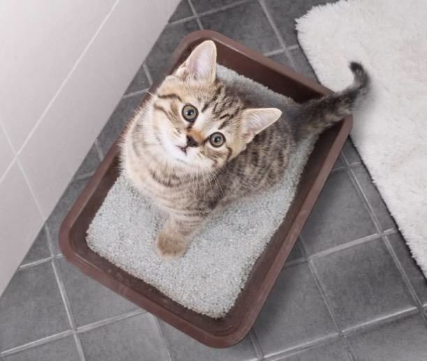 Performance Showdown: Clumping Cat Litter Pets at Home vs. Regular Cat Litter